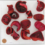BOTBAEL NUTSRED